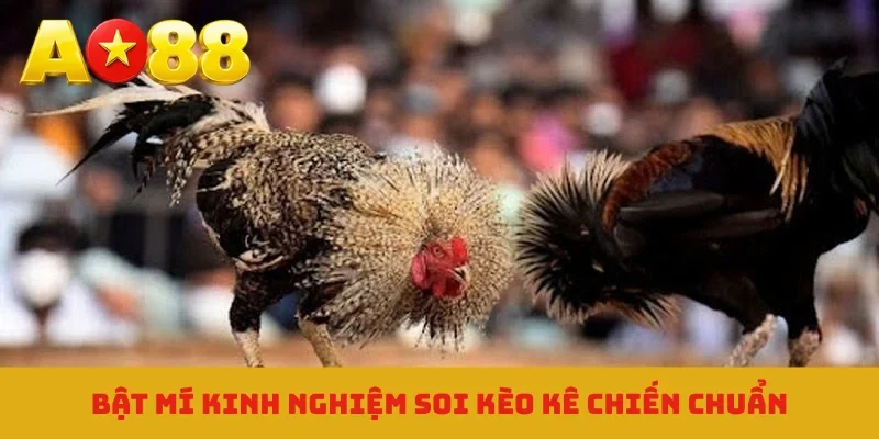 Bật mí kinh nghiệm soi kèo kê chiến chuẩn